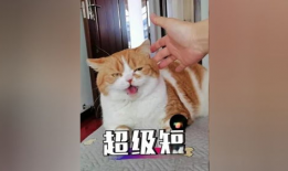 猫咪短视频下载,短视频带你领略猫咪魅力瞬间