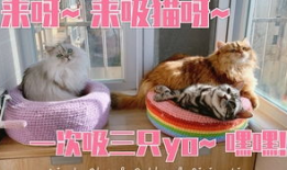 猫咪短视频下载,短视频带你领略猫咪魅力瞬间