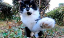 猫咪短视频下载,短视频带你领略猫咪魅力瞬间